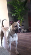 honden foto van Kelly Zwankhuizen