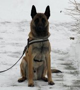 honden foto van Greta Annaart