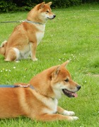 honden foto van Joni, Kenshi en Kodi.