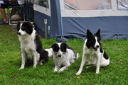honden foto van Anja 