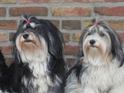 honden foto van cariema alm