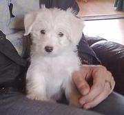 honden foto van Lody Tanja Kneefel