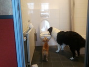 honden foto van Denise