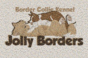 honden foto van jolly borders
