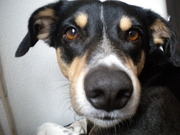 honden foto van linsey