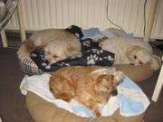 honden foto honden foto van helena