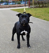 honden foto van Paul Reinhard