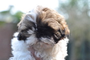 honden foto van Tommie
