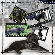 honden foto honden foto van pinomail