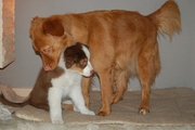 honden foto van Finn & Caya