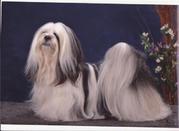 Honden Page profiel van leoni van Denderen
