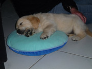 honden foto van monique otto