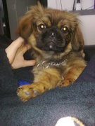 honden foto van pia en nova