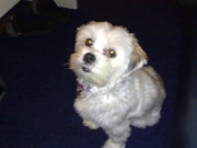 honden foto van Sunshine