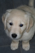 honden foto van lola