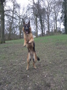honden foto van Van