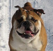honden foto van Debondt   Chantal