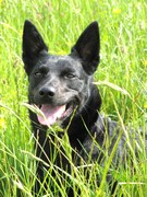 honden foto van Indira