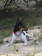 honden foto van margriet