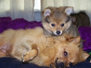 honden foto van Phil