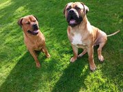 honden foto van Rip diesel, King en hummer