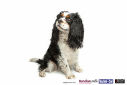 honden foto van Sandra Daniel