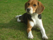 honden foto van bo