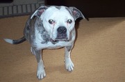 honden foto van de honden naam is spike