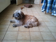 honden foto van sandy 