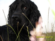 honden foto van michiel kliffen
