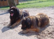 honden foto van Marlin