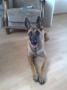 honden foto van wouter en marieke