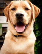 honden foto van Willie en lieve lab Donny