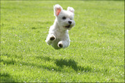 honden foto van KiKi