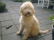honden foto honden foto van Roef