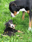 honden foto van Inge Schoovaerts