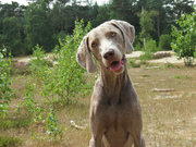 honden foto van Tanja, Joris en Finn