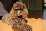 honden foto van Paulien Deken