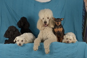 honden foto van corrie en haar roedeltje van zes