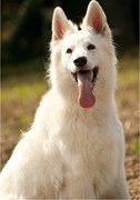 honden foto van FengA