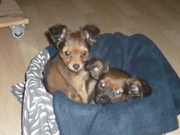 honden foto van Anna