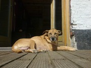 honden foto van Lowie Buyst
