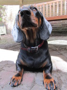 honden foto van Xalandra