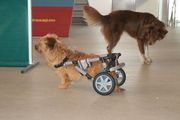 honden foto van Nathalie