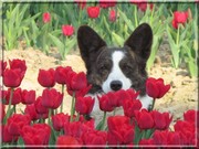 honden foto van Yvonne Aben-Colin 