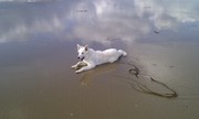 honden foto van jos posthuma