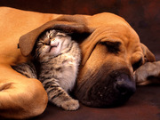 honden foto honden foto van Maaike