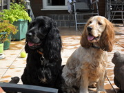 honden foto van Marijke