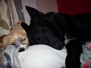 honden foto van Chanel Brenkman
