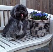 honden foto van leentje